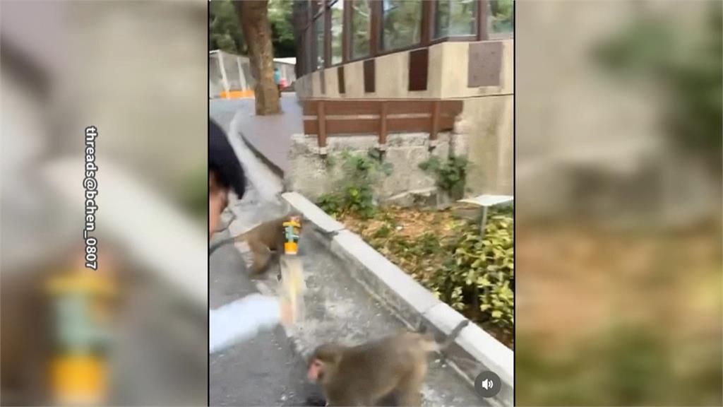 逛壽山動物園被獼猴搶飲料 遊客違規"怒巴牠頭"