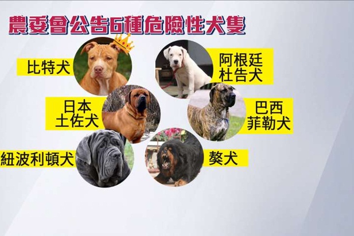 列管阿根廷杜告犬險咬死博美！飼主「未牽繩」遭重罰35萬並沒入犬隻