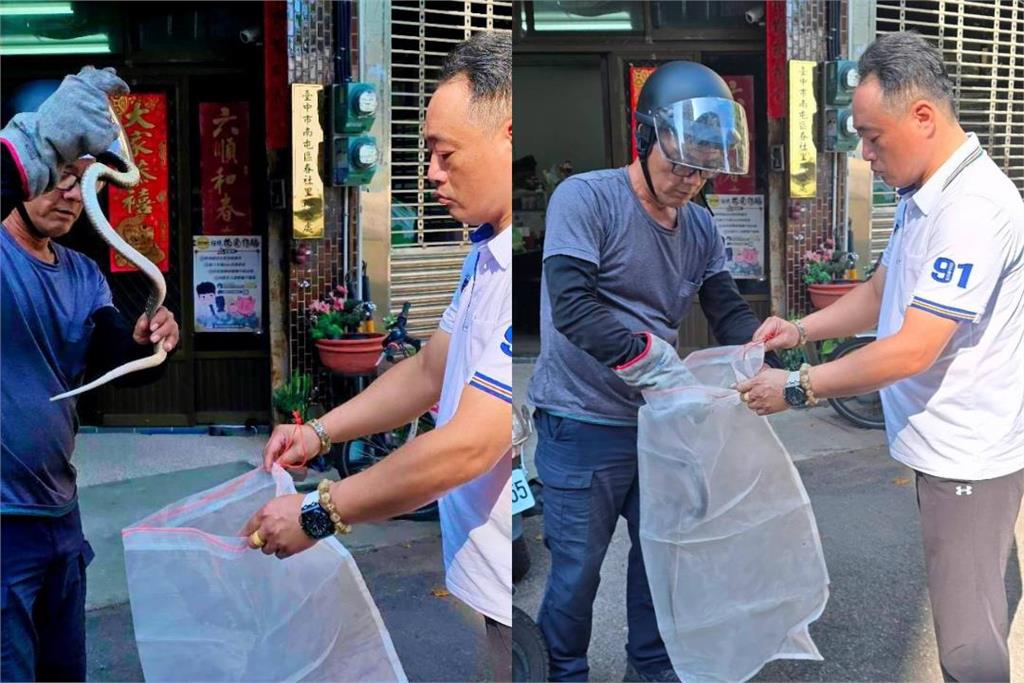 台中民宅廁所眼鏡蛇探頭 里長徒手捉蛇被讚英勇