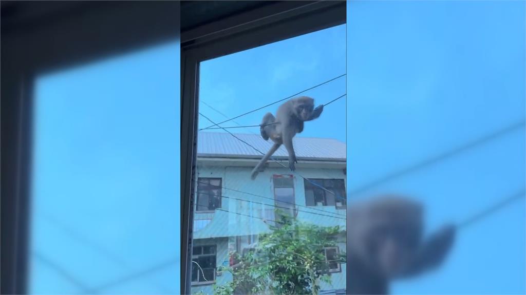 新北瑞芳獼猴傷人頻傳! "1大1小"2個月害3名長者掛彩