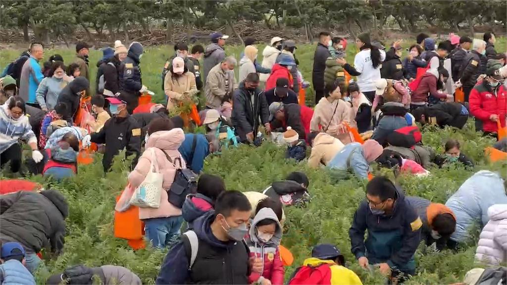 雲林國際胡蘿蔔日登場　逾萬人湧入拔「彩色胡蘿蔔」