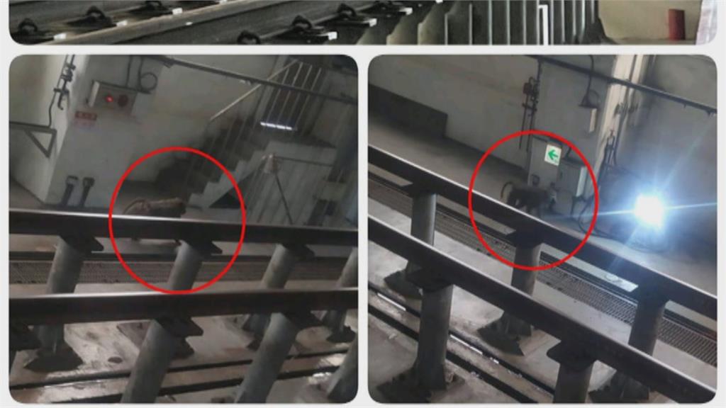 浪跡天涯18天！　東非狒狒死因疑「氣血胸」
