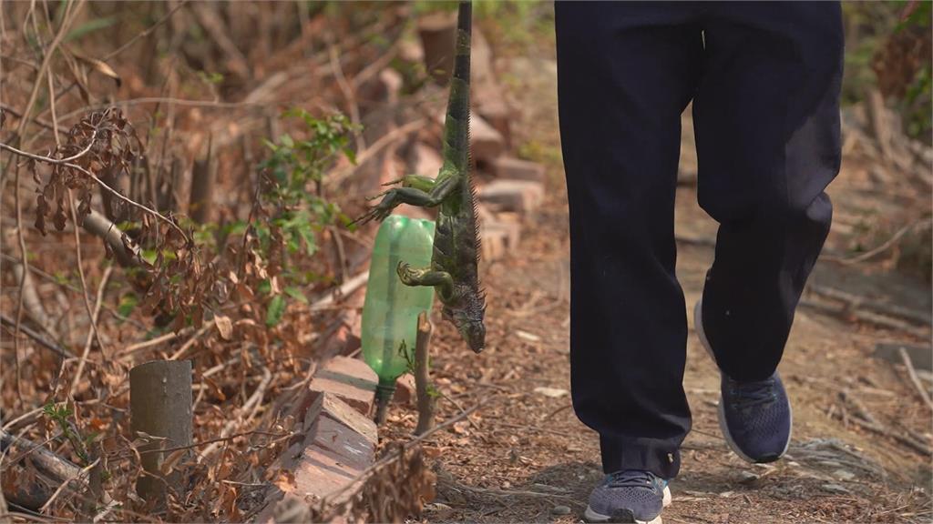 台南綠鬣蜥大軍入侵　大半在仁德大甲里就逮！駐紮開會員大會？