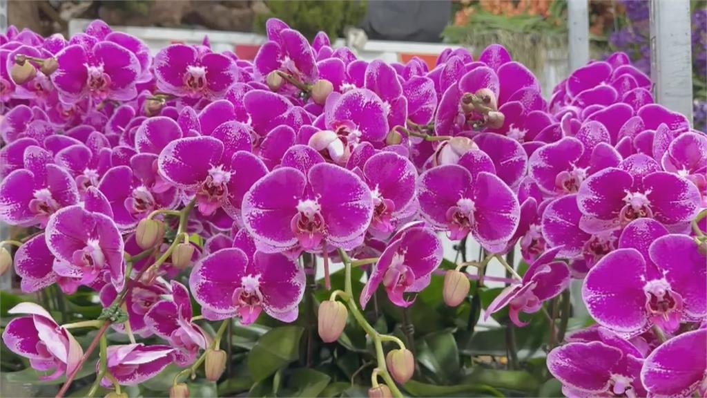 蝴蝶蘭銷美零關稅恐生變？　蘭花農不擔心強調相信政府