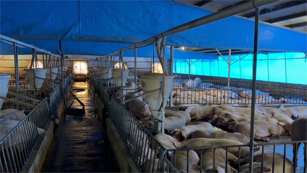 活豬週五恢復屠宰！「30萬頭豬未殺」　豬農憂解禁後豬價崩