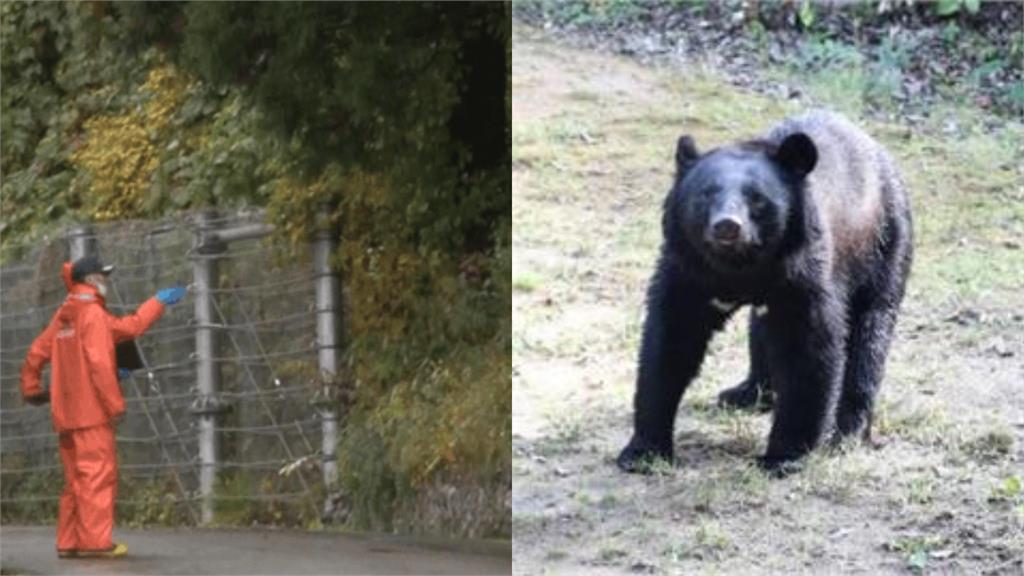 秋田79歲婦深山採蘑菇失蹤1日 疑「遭黑熊啃咬」頭部撕裂亡!