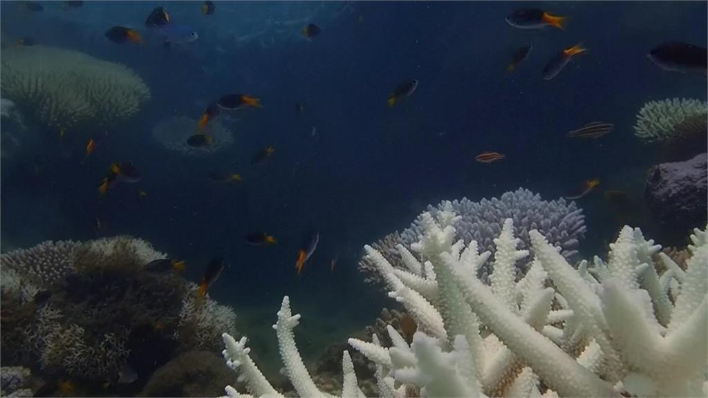 全球海洋溫度創新高　大堡礁面臨第6次白化危機