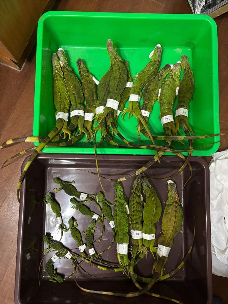 頭份一天移除２２隻綠鬣蜥　其中８隻為蜥二代　研判為繁殖熱點
