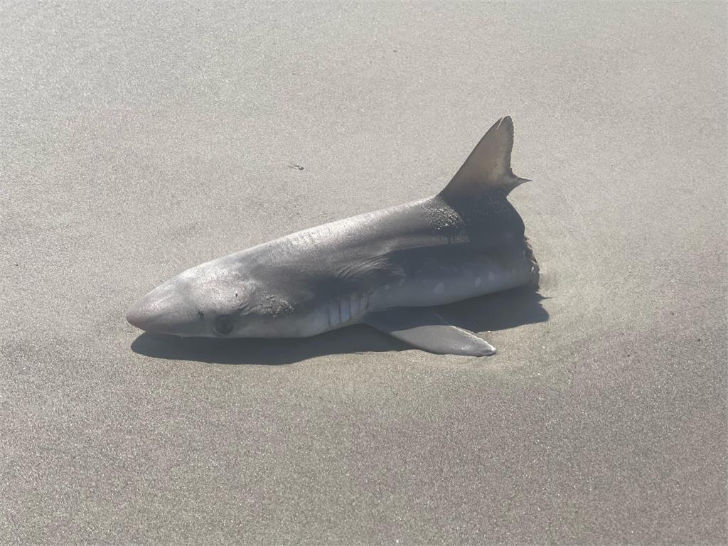 鯊魚遭「腰斬」剩半截慘躺沙灘　網推論「大怪獸」襲擊！或人為因素？