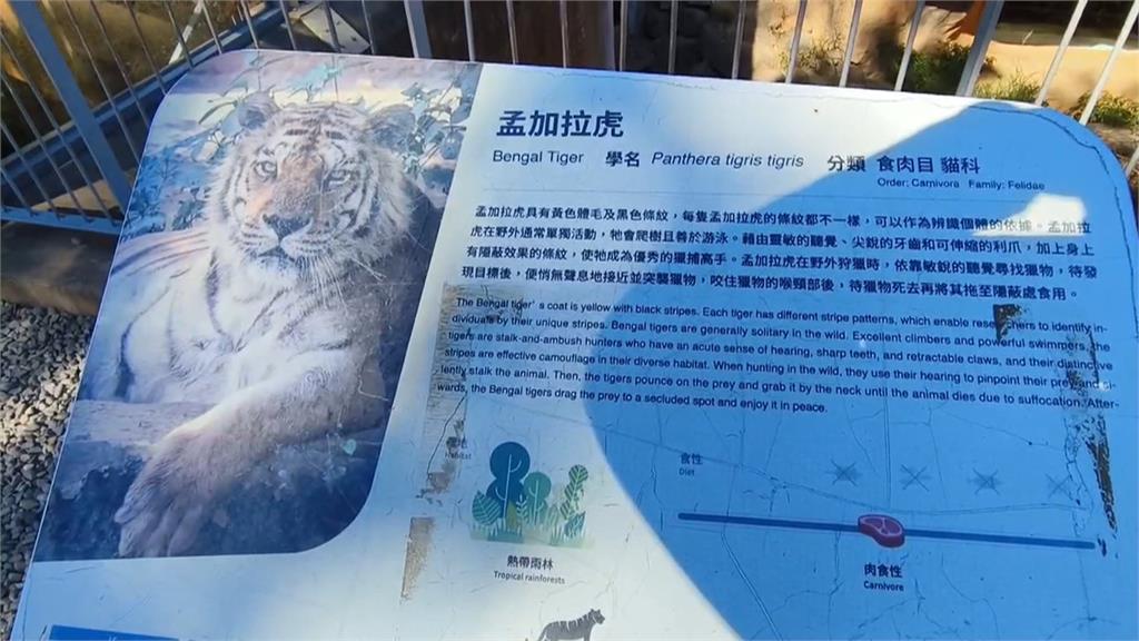 快來幫母老虎命名　竹市動物園向六福村「借老虎」