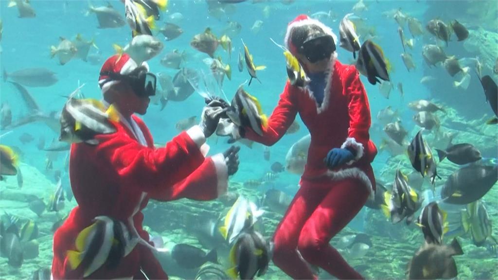 南非水族館迎耶誕出奇招　推出耶誕老人水中餵魚秀