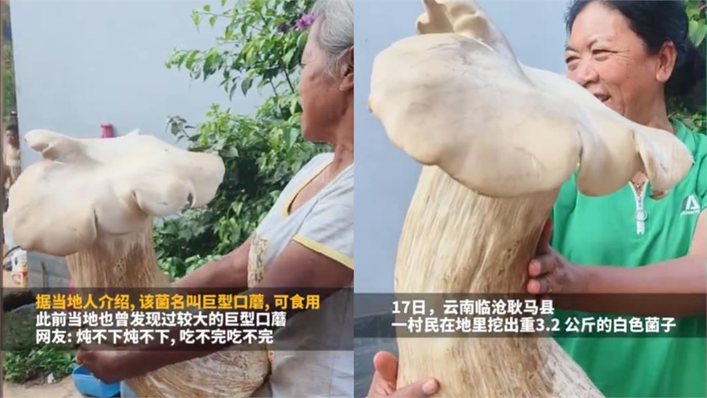 蘑菇界「巨人族」！中國挖到重3.2公斤巨菇　大媽抱起整個人快被擋住