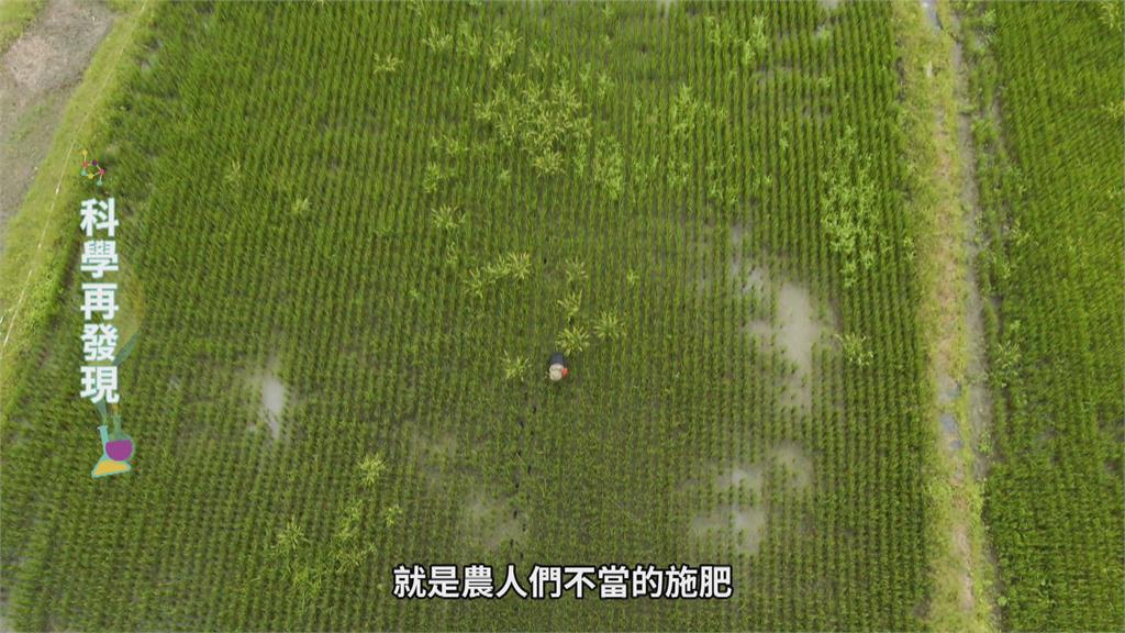 多處湖泊優養化 清潔劑、不當施肥是元凶