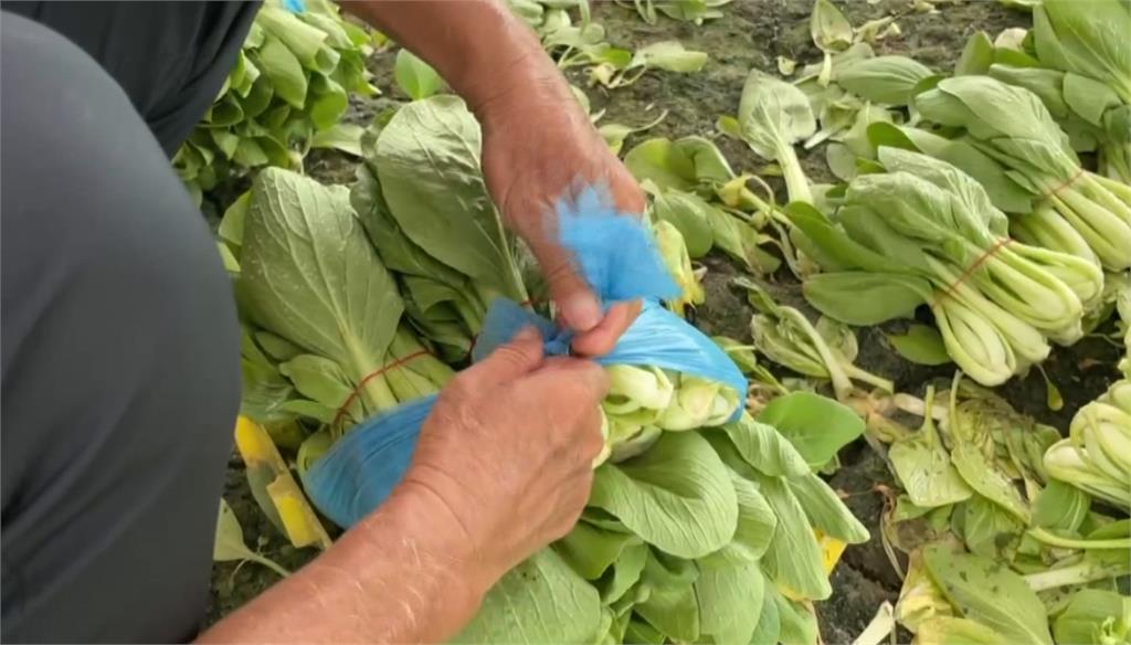 菜金菜土!蔬菜價格回穩 青蔥貴森森「一公斤300元」