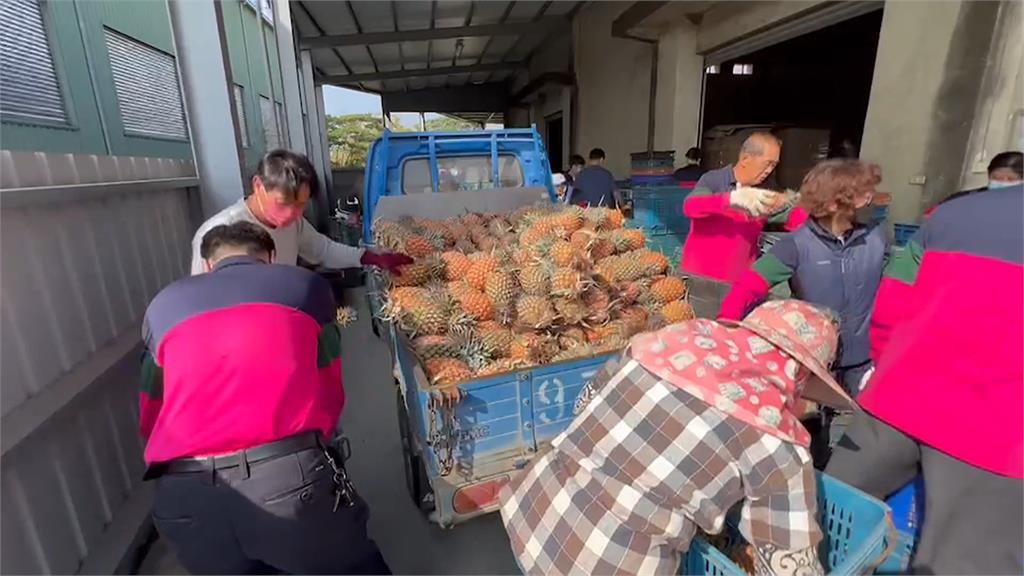 台灣培育「芒果鳳梨」驚傳外流中國　農委會怒批強取豪奪