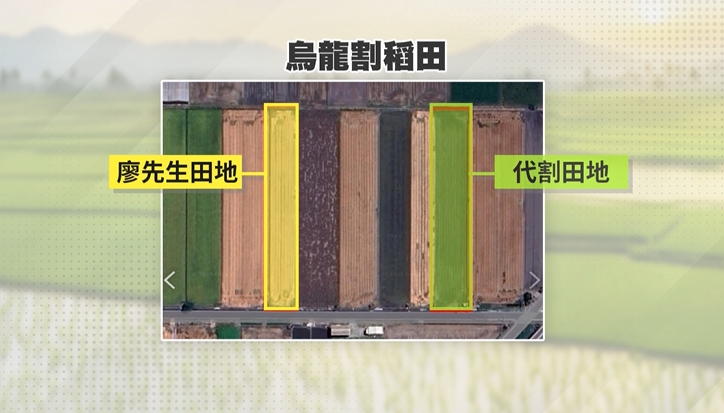 真的被割稻尾!農民報警緝凶 一查竟是「這原因」烏龍一場