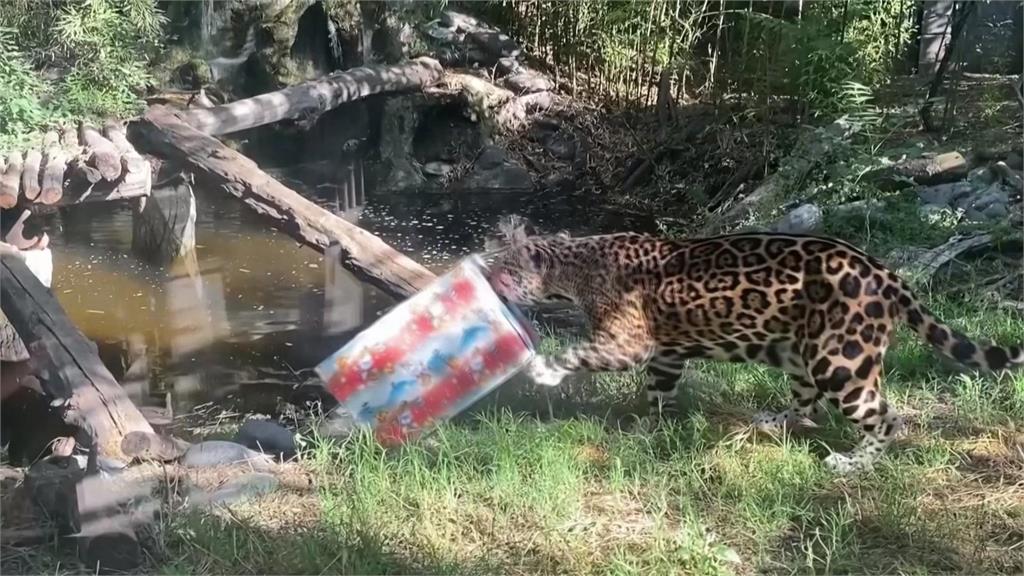 智利動物園提前慶祝耶誕 送「住民禮物」喚起動物本能