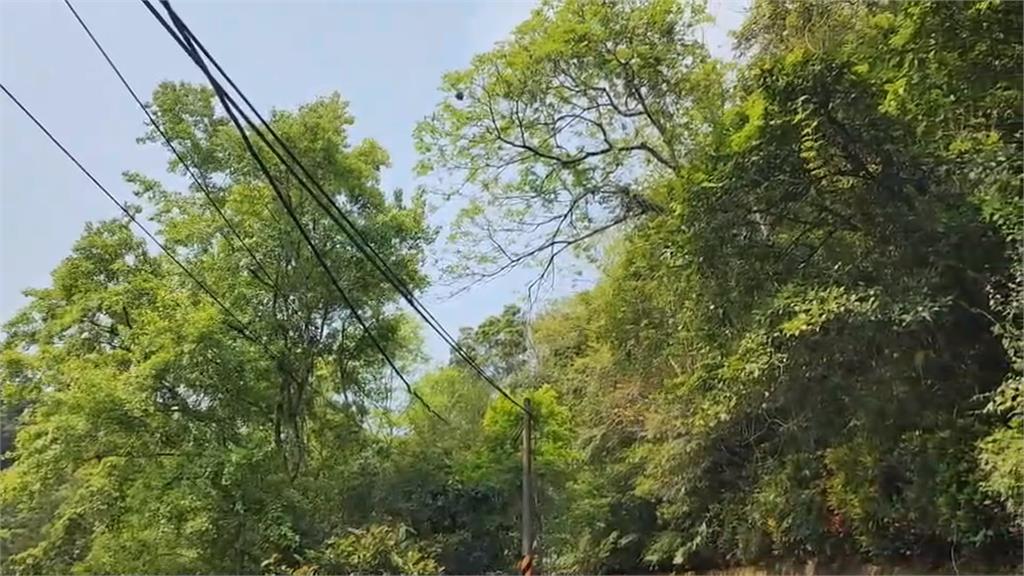 新竹北埔20多隻猴子出沒 林間穿梭跳躍如同「跑酷」