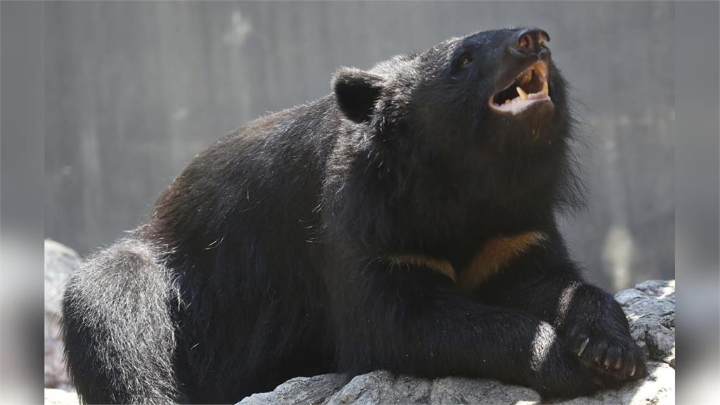 日本年度漢字「熊」當選!矢板明夫分析除了熊害:還有鄰國「維尼熊」