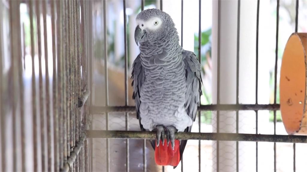 人類飼養需求釀灰鸚鵡生存危機　保育團體籲跨國合作打擊走私