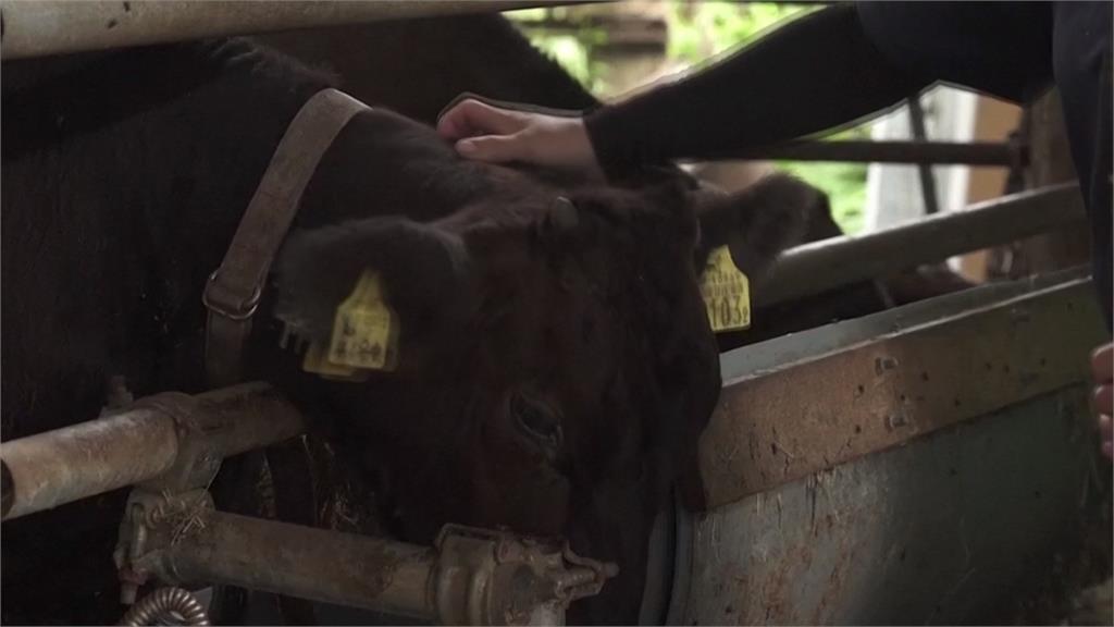 幫動物消暑新招式! 日本牧場員工替牛包冰塊繞脖子降溫