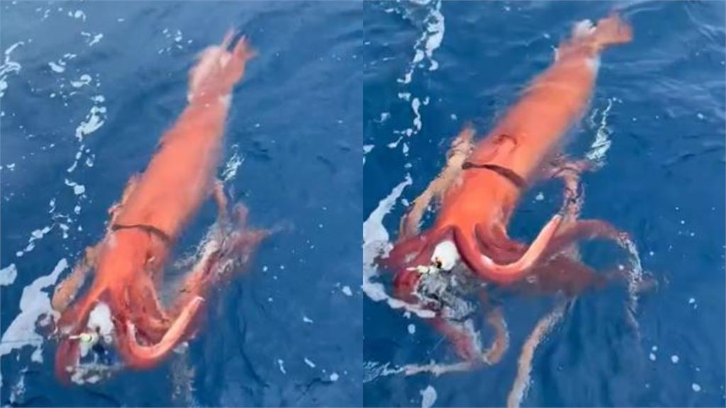 入行10年！漁夫罕釣身長4公尺「深海巨魷」　超鮮豔活體模樣震撼全網