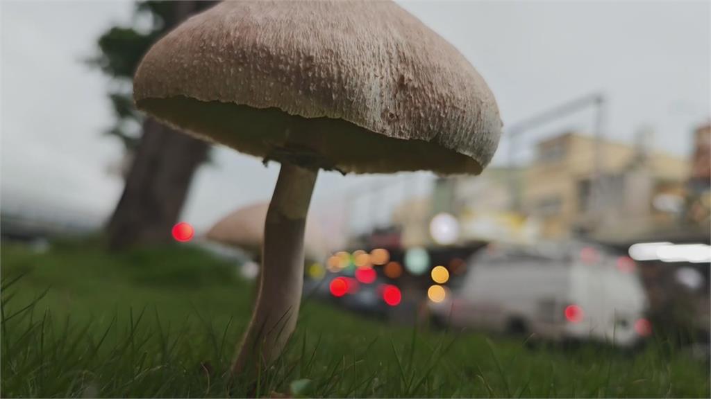 高雄分隔島驚見比手掌大蕈菇！　專家示警誤食恐致命