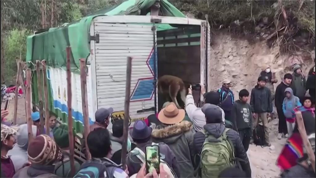 秘魯推野生動物保育計畫　計畫放養150隻小羊駝