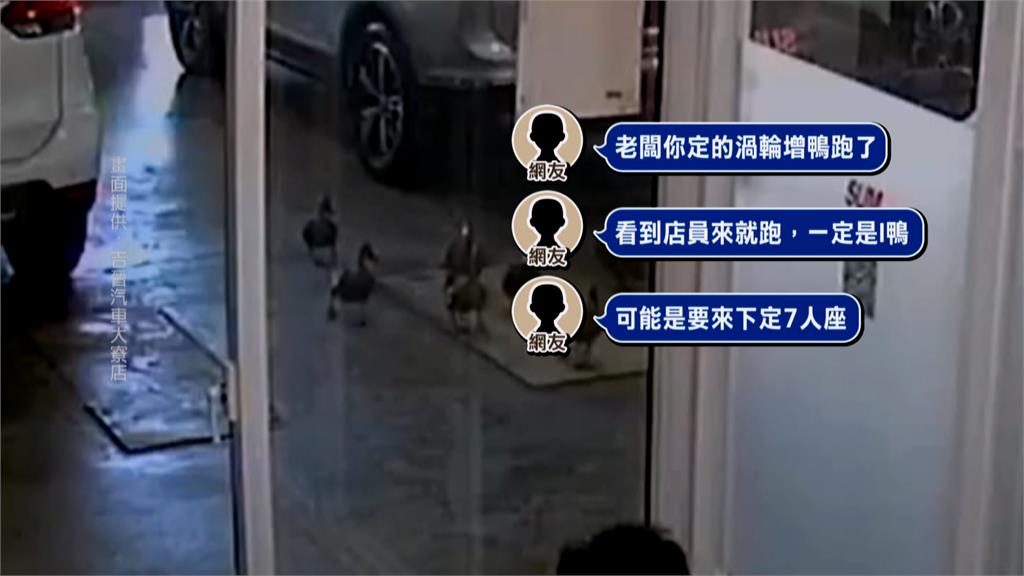 你們要買車嗎？　高雄二手車行「七隻小鴨賞車」畫面爆紅