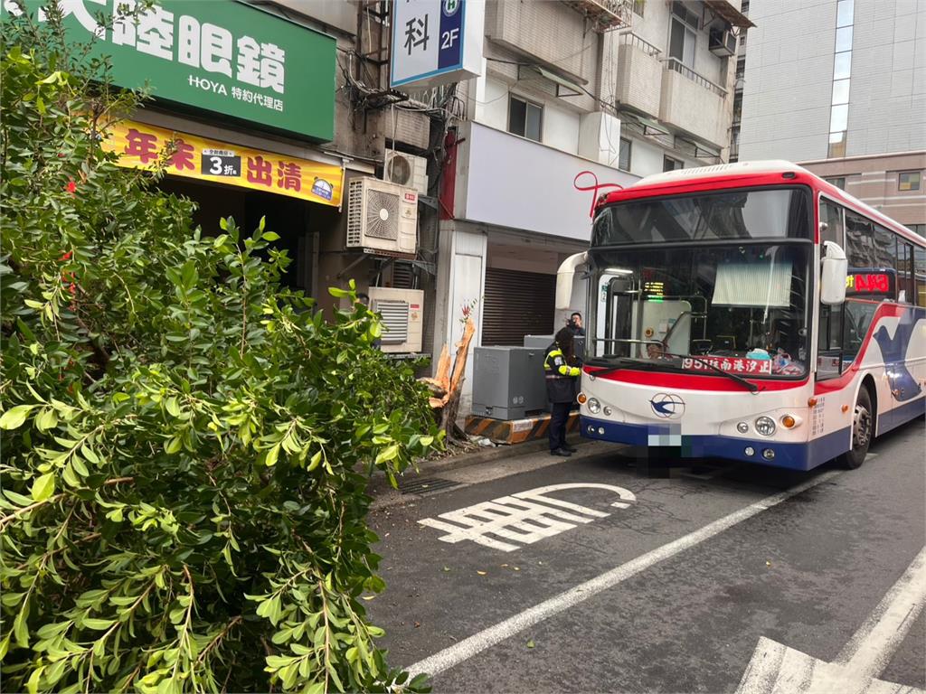 公車撞路樹險波及路人 樹倒瞬間民眾跳開畫面曝光
