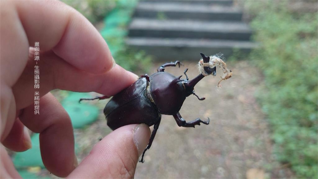 獨角仙犄角遭套繩打死結 太惡劣!專家:影響求偶繁衍