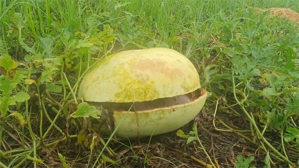 大雨裂果嚴重 林姿妙喊話中央補助瓜農