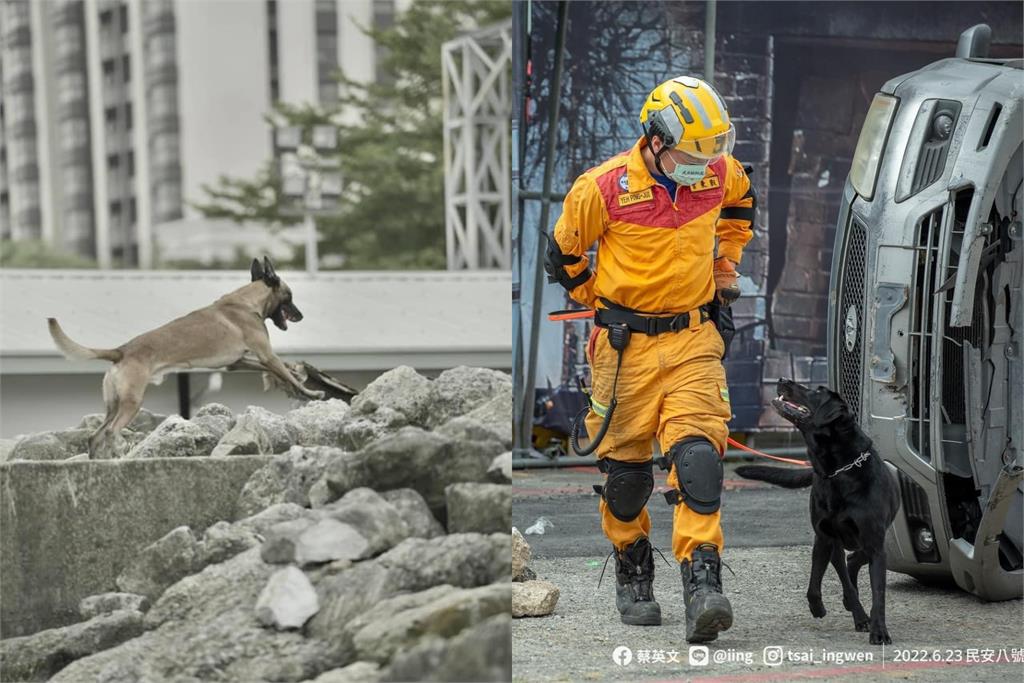 台灣搜救犬抵達土耳其！出發前「咬雞腿」萌照曝光　背後含意藏玄機
