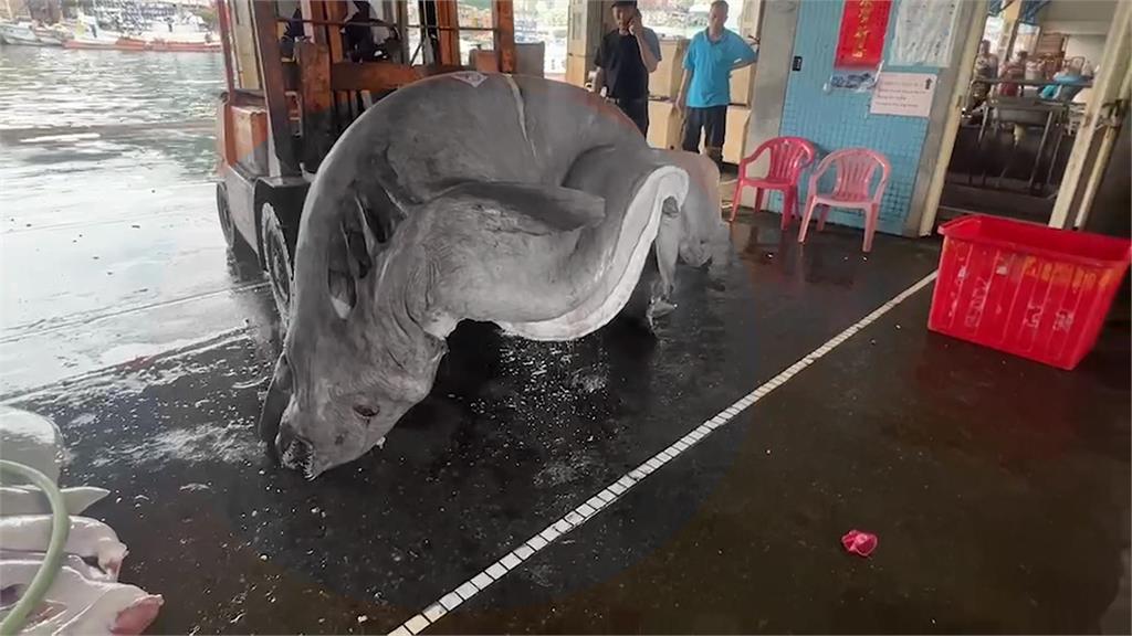 古老活化石!漁民捕獲「歐氏尖吻鯊」 腹中還有六幼崽