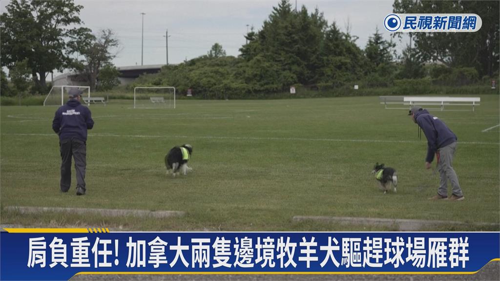 伊朗、埃及誰能搶進32強？　美國天竺鼠「湯姆」預測曝光