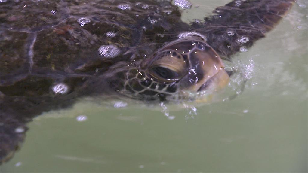 貢寮廢棄魚塭偷養綠蠵龜　水產工廠業者恐挨罰百萬