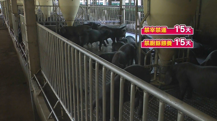 防堵豬瘟破口! 禁廚餘餵養15天 養豬協會支持
