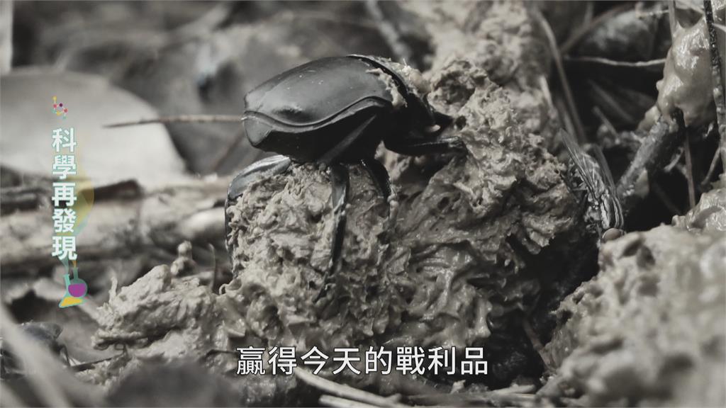 太陽、月亮作導航! 揭秘「大自然清道夫」糞金龜謎團