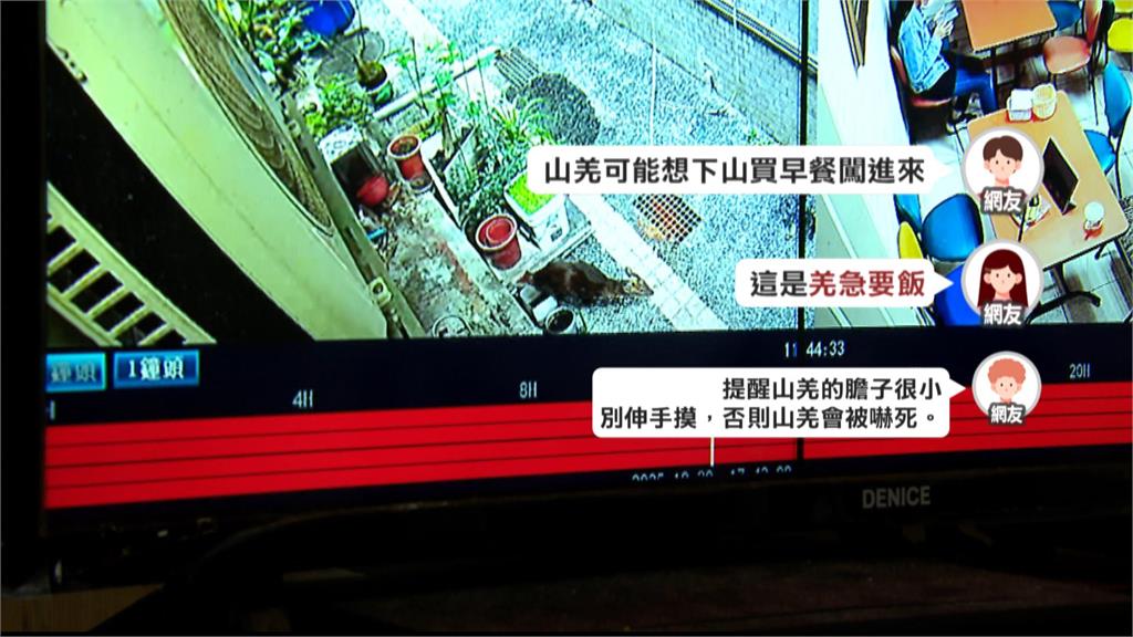 山羌來吃早餐? 文山區早餐店山羌闖入 店內顧客全嚇傻 畫面PO網引熱議