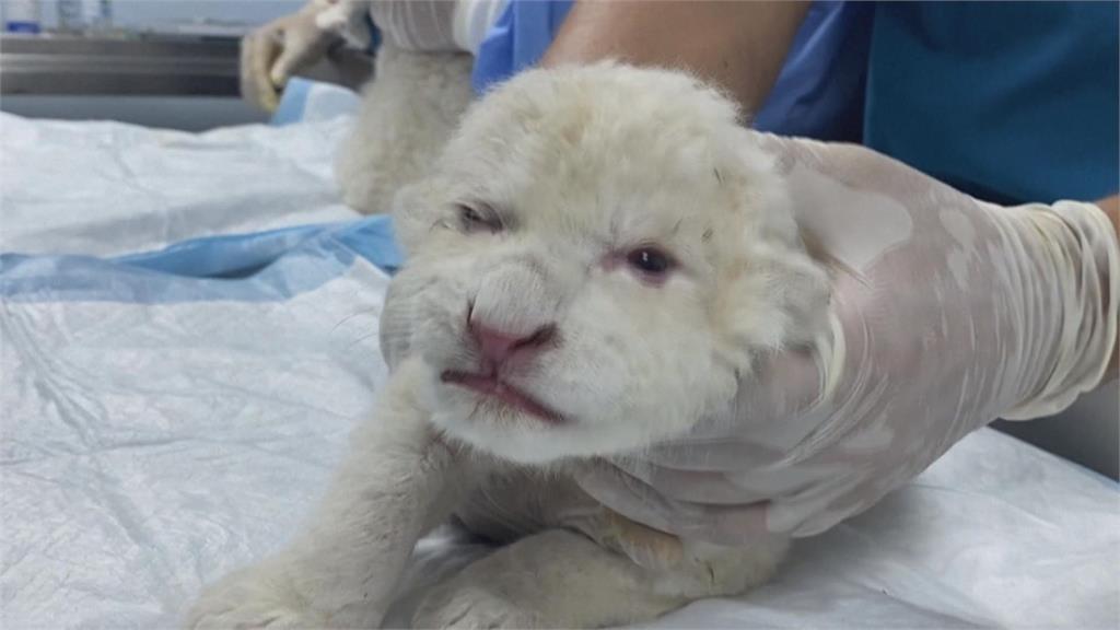 超萌！委內瑞拉誕下3隻「白獅寶寶」　隱性基因造成獨特毛色