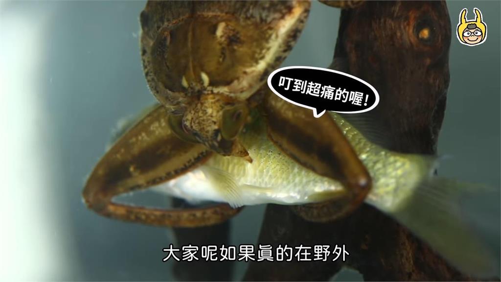 曾消失30年 ！驚見台灣最珍貴水生昆蟲「大田鱉」　他嗨喊：太感動了