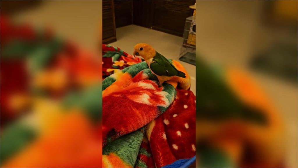 寵物鸚鵡受驚飛走　飼主砸10萬懸賞盼找回