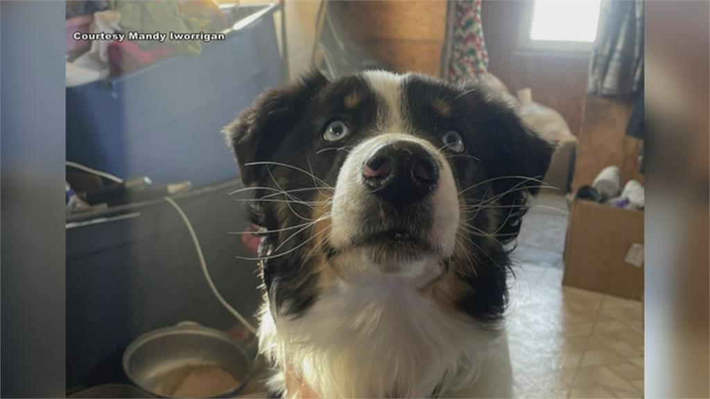 神奇!牧羊犬失蹤一個多月 竟橫渡241公里結冰海水