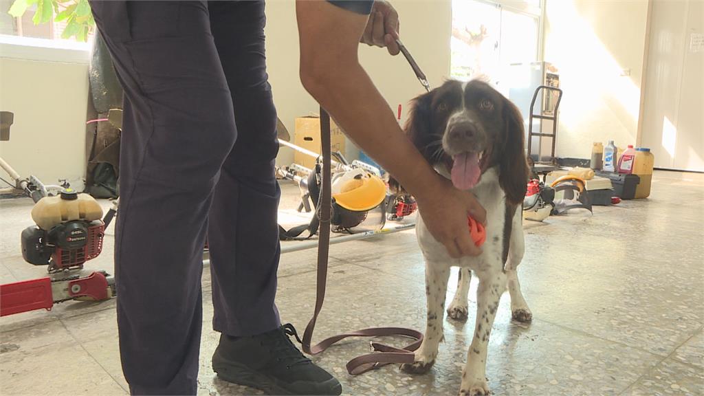 緝毒犬養成難度高！　領犬員「引味」培養靈敏嗅覺