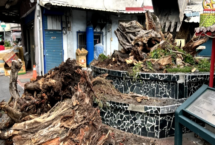 花蓮富里鄉老榕樹移除　新種「太魯閣櫟」重振生機