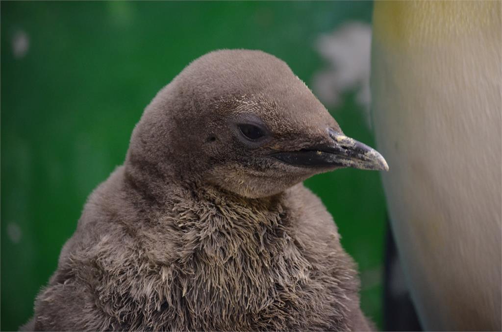 快新聞/超Q!企鵝寶寶「毛絨絨亮相啦」 北市動物園命名活動明起跑