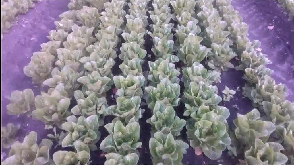 AI結合農業機具！　聰明助手除草、監督莊稼都在行