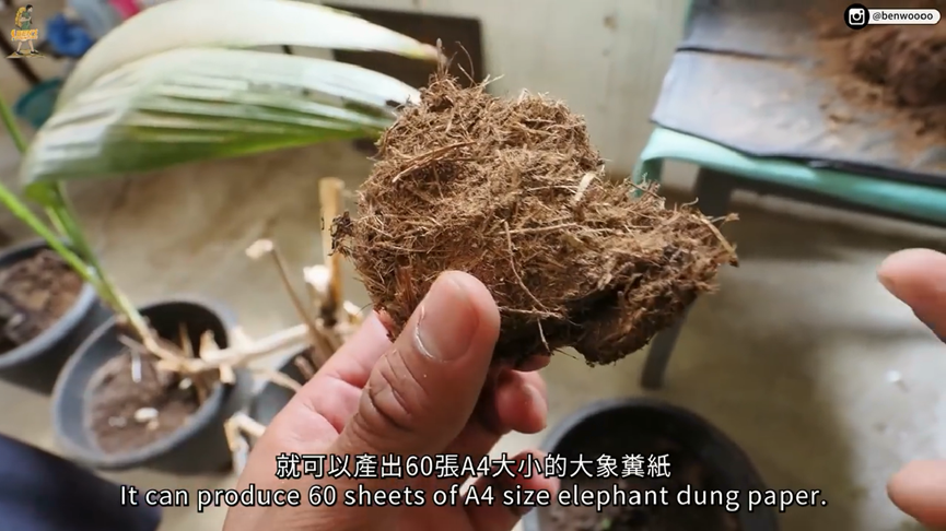 全世界第一間!斯里蘭卡大象孤兒院超特別 網紅初訪見數量超震驚
