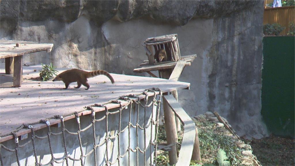 去年底才重開園 高雄壽山動物園長鼻浣熊遭同伴攻擊 傷重死亡