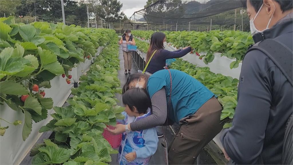 吃草莓泡溫泉 元旦連假飯店旅館訂房 「這裡」全台第一
